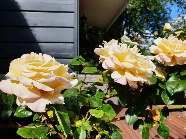 Close Rosas Jardim Amarelas Uma Cerca Sob Luz Sol Sydney — Fotografia de Stock