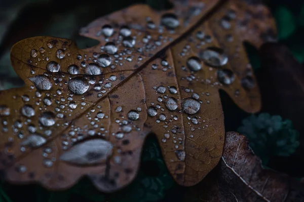 Zbliżenie Strzał Waterdrops Jesiennych Liściach — Zdjęcie stockowe