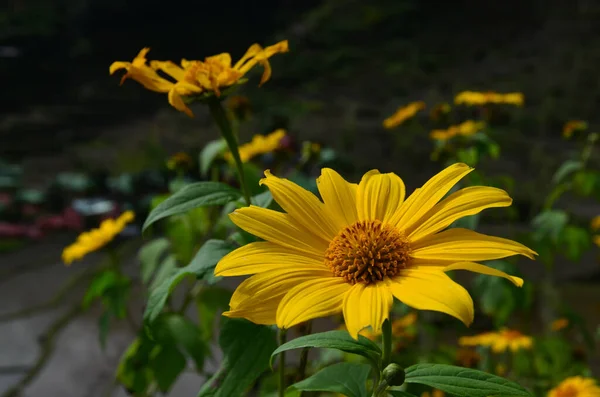 Primer Plano Una Hermosa Flor Amarilla Falso Girasol — Foto de Stock