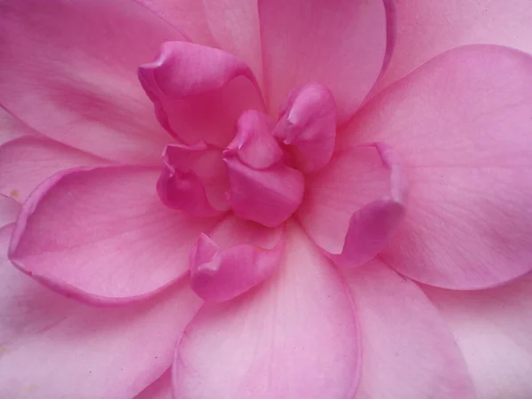 Makro Ujęcie Różowego Kwiatu Camellia Pełnym Rozkwicie — Zdjęcie stockowe