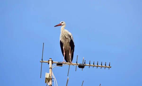 Birzebbuga Malta Oct 2015 Cigüeña Blanca Ciconia Ciconia Migrando Sobre —  Fotos de Stock