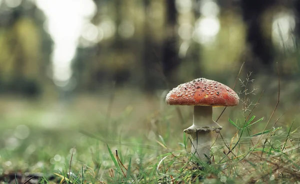 Gros Plan Champignons Sauvages Dans Forêt — Photo