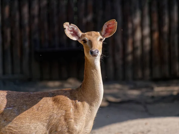 Mise Point Sélective Cerf Dans Zoo Jour — Photo