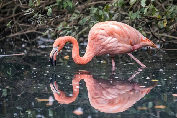 Selective Focus Shot Beautiful Pink Flamingo Wading Water — Stock Photo, Image