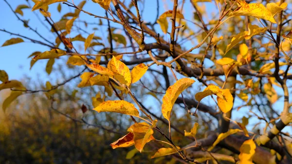 Eine Selektive Fokusaufnahme Bunter Herbstblätter Auf Ästen — Stockfoto