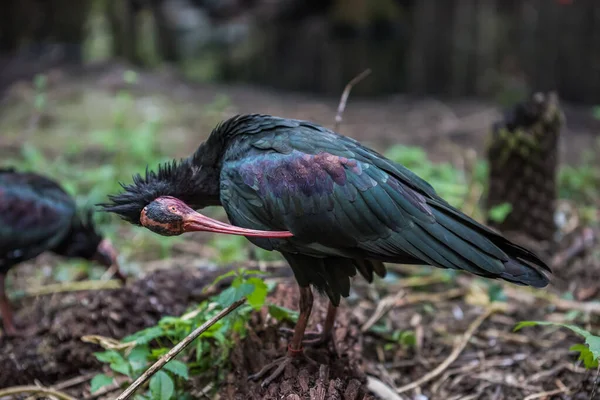 Zdjęcie Bliska Pustelnika Ibis Zamazanym Tle — Zdjęcie stockowe