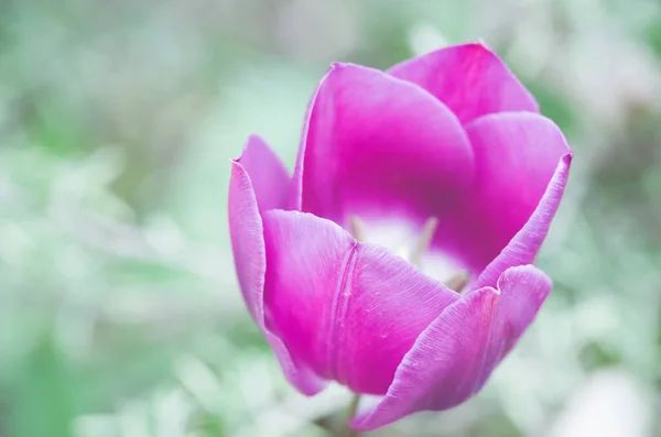 Selective Focus Shot Purple Tulip Forest — Stock Photo, Image