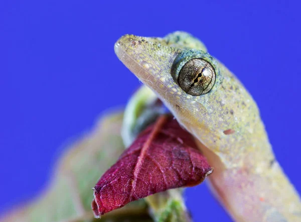 Macro Shot Lagarto Comendo Uma Folha — Fotografia de Stock