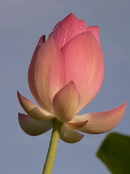 Açık Gökyüzünün Arka Planında Çiçek Açan Pembe Bir Nilüfer Çiçeğinin — Stok fotoğraf