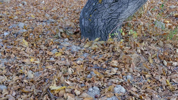 Gros Plan Feuilles Automne Colorées Sur Sol — Photo