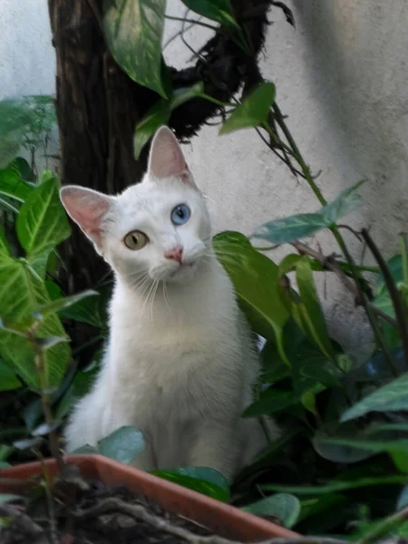 一只有异色的可爱的白猫坐在植物间的选择性聚焦镜头 一只眼睛是蓝色的 另一只是黄色的 — 图库照片