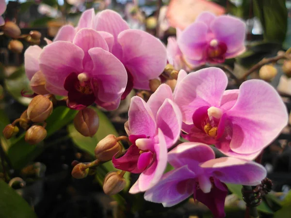 Tiro Closeup Flores Florescendo Orchid Vegetação — Fotografia de Stock