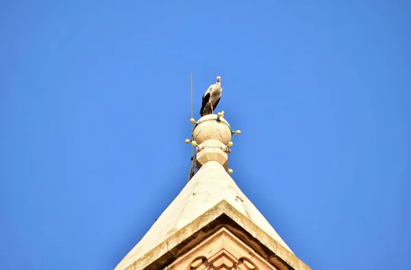 Birzebbuga Malta Října 2015 Bílý Čáp Ciconia Ciconia Migrující Přes — Stock fotografie