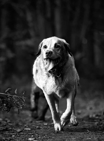 Pionowe Ujęcie Labradora Skali Szarości — Zdjęcie stockowe