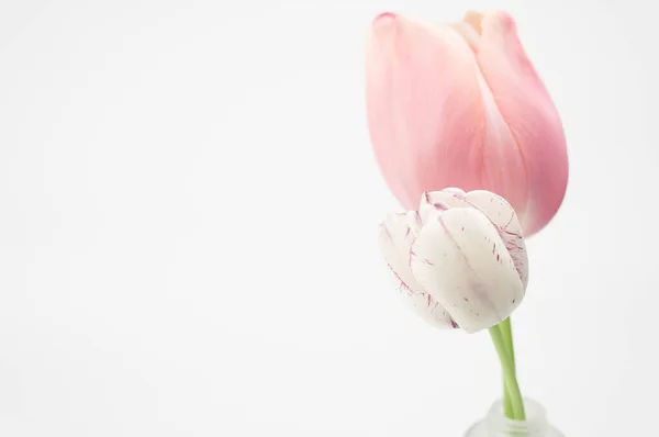 Цветет Тюльпан Белом Фоне — стоковое фото