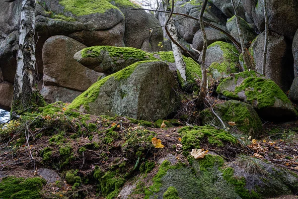 Tiro Foco Seletivo Pedras Cobertas Musgo Floresta Negra Alemanha — Fotografia de Stock