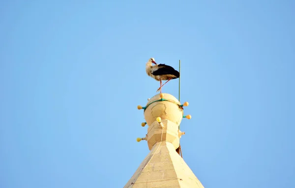 Birzebbuga Malta 2015 Október Fehér Gólya Ciconia Ciconia Máltai Szigeteken — Stock Fotó