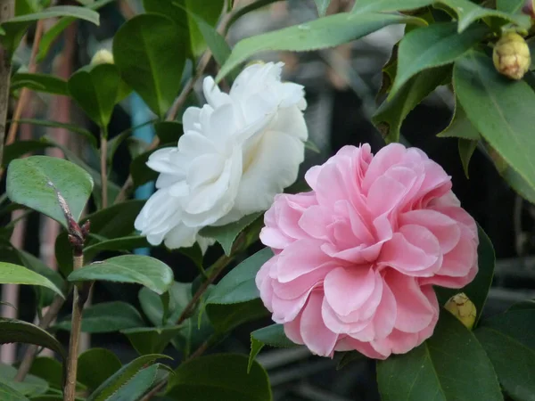 Krásný Záběr Kamélie Květiny Plném Rozkvětu — Stock fotografie