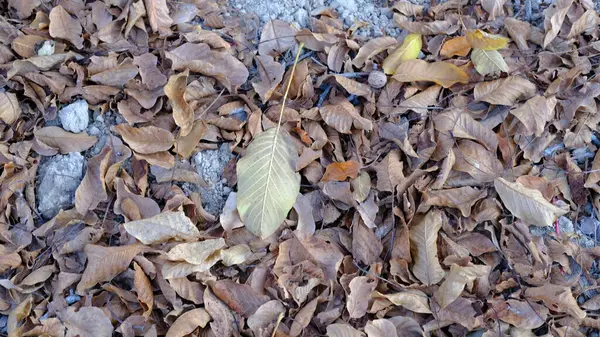 Closeup Shot Colorful Autumn Leaves Ground — Stock Photo, Image