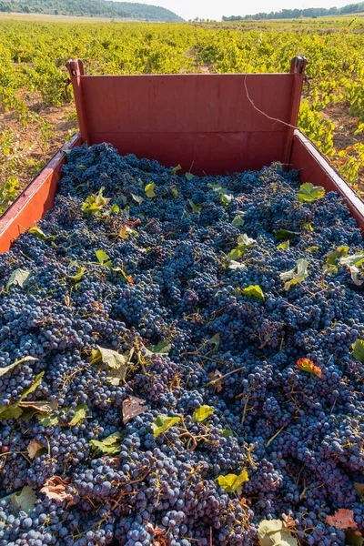 Tiro Vertical Caminhão Cheio Cachos Uvas Vermelhas Colheita Valência Espanha — Fotografia de Stock