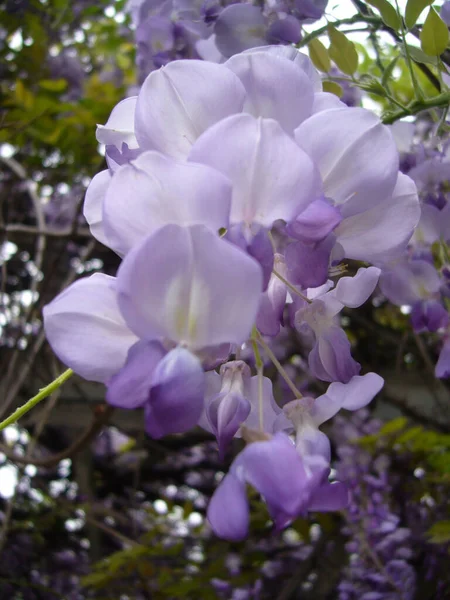 Pionowy Strzał Pruple Wisteria Kwiaty Dorastające Homeyard — Zdjęcie stockowe