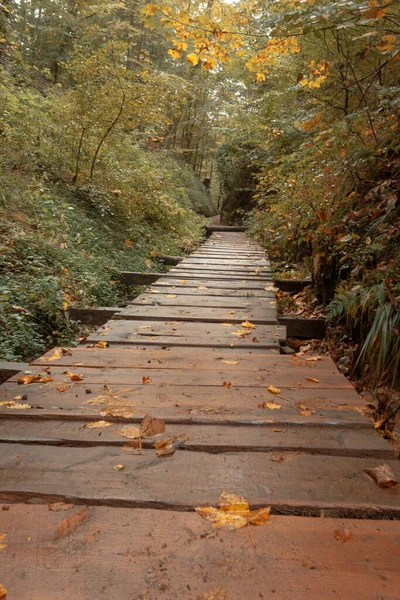 10月のアイゼナハの森の奥を通る通路の垂直ショット — ストック写真