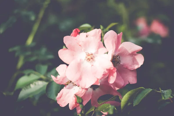 Focus Sélectif Des Roses Roses Fleuries Dans Jardin — Photo