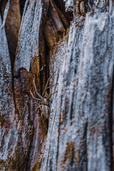 蜘蛛在树干上的垂直特写照片 — 图库照片