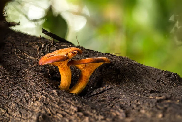Dois Jack Lanterna Omphalotus Olearius Cogumelos Que Crescem Ramo Oliveira — Fotografia de Stock