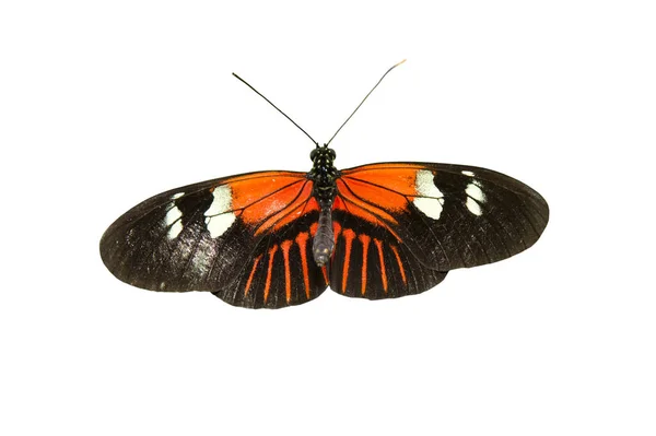 Beau Papillon Noir Orange Isolé Sur Fond Blanc — Photo