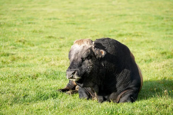 Μια Επιλεκτική Φωτογραφία Ενός Μαύρου Ταύρου Στη Φύση — Φωτογραφία Αρχείου