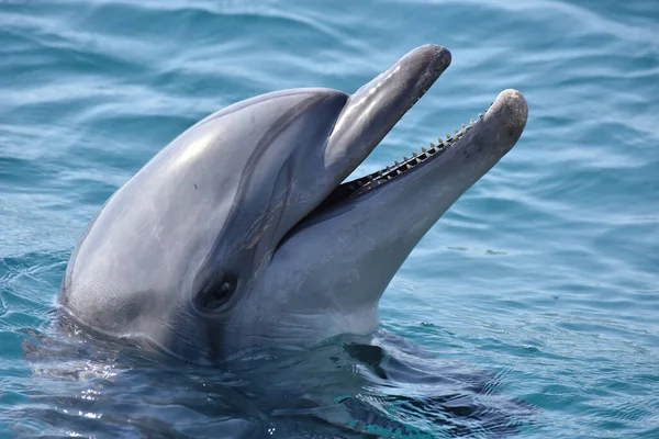 Nahaufnahme Eines Delfins Der Blauen Wasser Des Meeresparks Schwimmt — Stockfoto