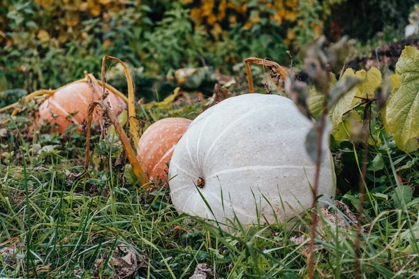 Primer Plano Tres Calabazas Creciendo Parche Calabaza Día Otoño — Foto de Stock