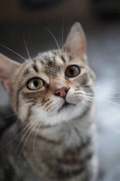 Tiro Seletivo Foco Gato Bonito Que Olha Para Seu Proprietário — Fotografia de Stock