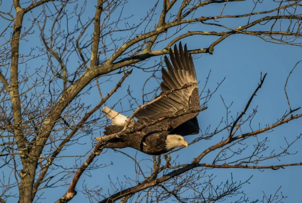 Bel Colpo Aquila Calva Appollaiata Albero — Foto Stock