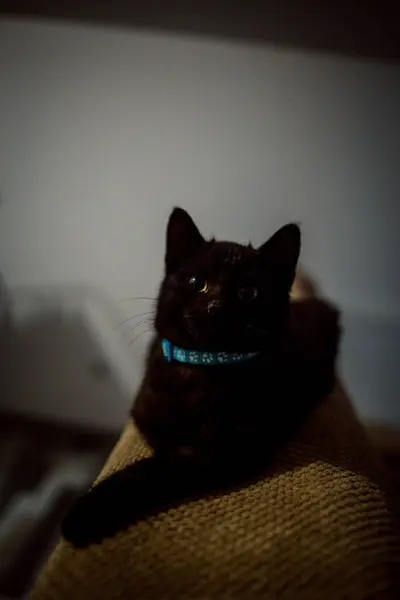 Colpo Verticale Adorabile Gatto Nero Domestico Divano Con Uno Sfondo — Foto Stock