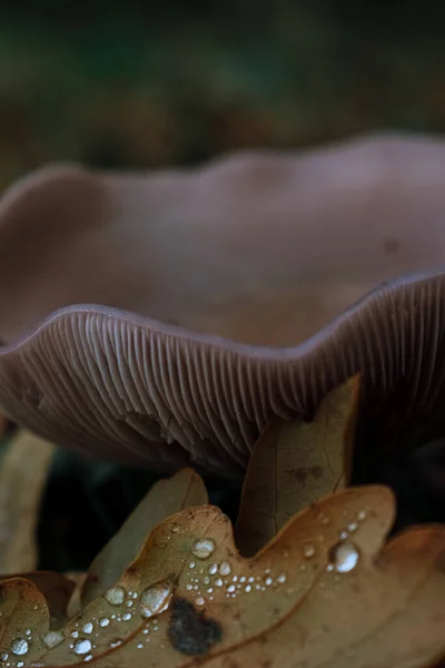 Een Verticaal Close Shot Van Wilde Paddestoelen Het Bos — Stockfoto