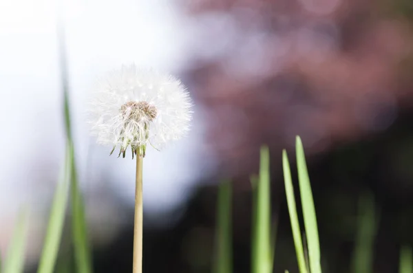 Sebuah Fokus Lembut Dari Sebuah Dandelion Berbulu Terhadap Taman Kabur — Stok Foto