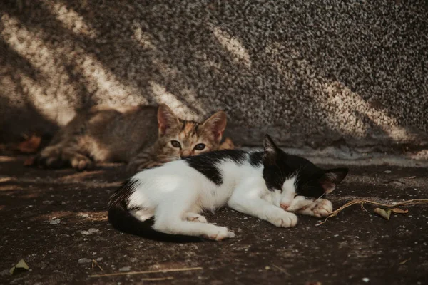 太陽の下で壁に対して地面に横たわっている2つの小さな子猫の閉鎖 — ストック写真