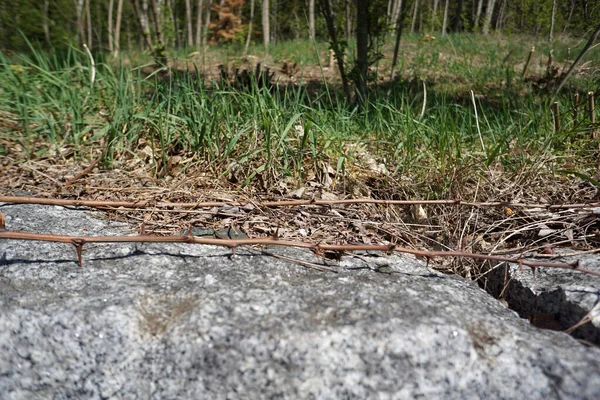 Närbild Kvistar Marken Gräsbevuxen Terräng Bakgrunden — Stockfoto