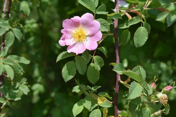 Selektiv Fokusbild Dogrose Blomma Blommar Trädgård — Stockfoto