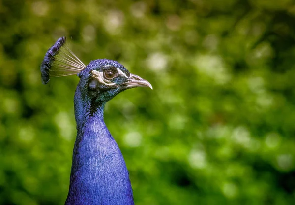 Close Pavão Índio Azul Campo Verde — Fotografia de Stock