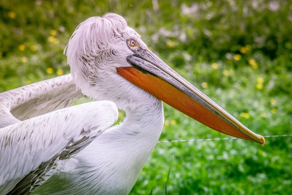 Detailní Záběr Bílého Kudrnatého Pelikána Zelené Louce — Stock fotografie