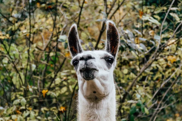 Close Uma Alpaca Bonito Floresta Dia Outono — Fotografia de Stock