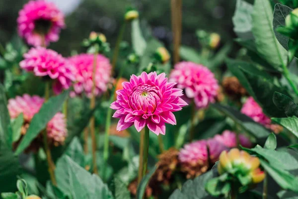 Yeşillikte Çiçek Açan Yıldız Çiçeklerinin Yakın Plan Çekimi — Stok fotoğraf