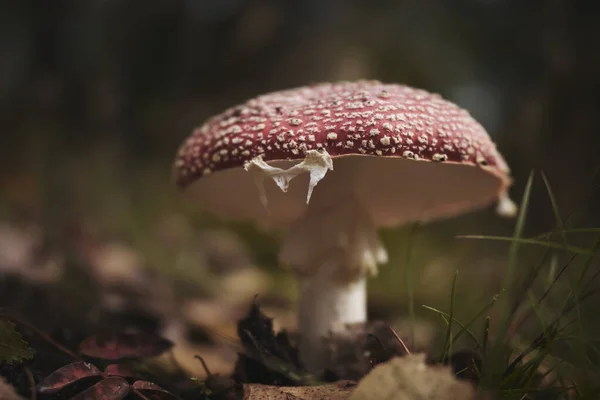 苍蝇不可知论蘑菇的选择性聚焦镜头 — 图库照片