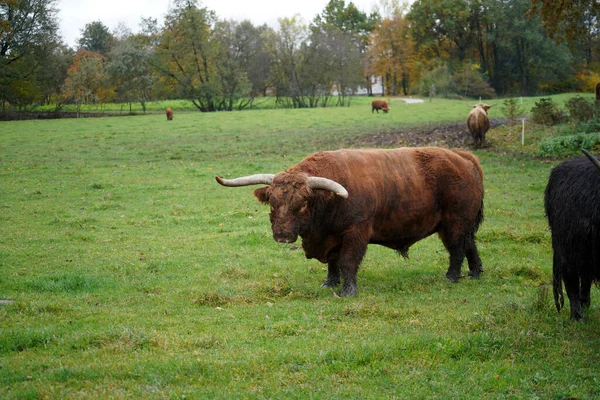 Toro Marrón Campo Verde —  Fotos de Stock