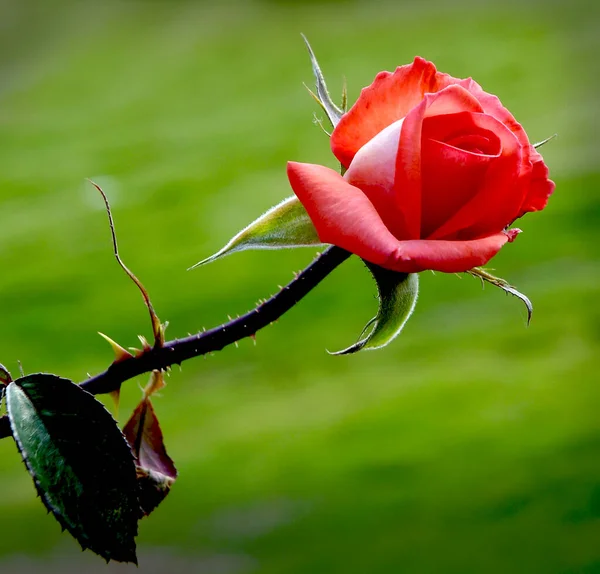 Close Uma Rosa Rosa Com Fundo Borrado — Fotografia de Stock