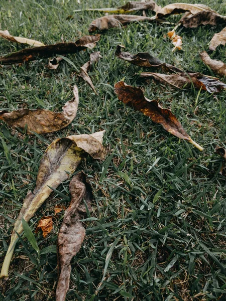 Вертикальный Кадр Опавших Сухих Листьев Траве — стоковое фото