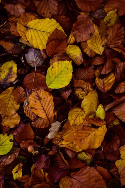 Een Close Shot Van Herfstbladeren Het Bos — Stockfoto